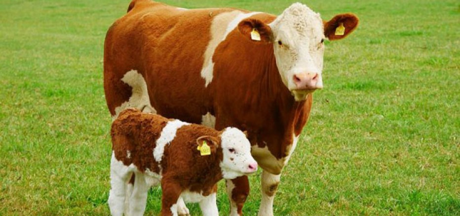 AİHM: Helal Kesim Yasakları İnanç Özgürlüğüne Aykırı Değil