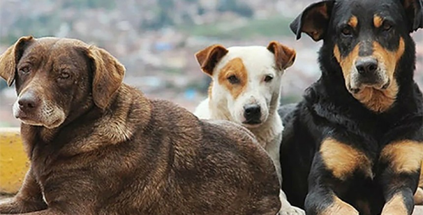  AK Parti'den Sokak Köpekleri İçin Yeni Yasa Teklifi: Uyutularak Öldürülecekler 