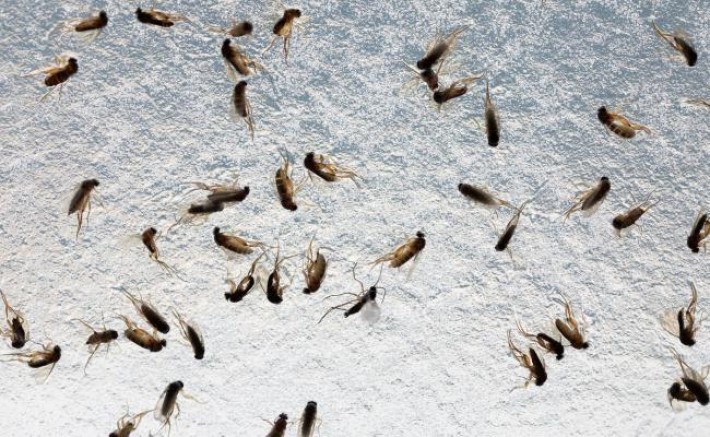 AKP’li belediye uyuyor: Urfa’yı karasinekler bastı, vatandaş isyanda!