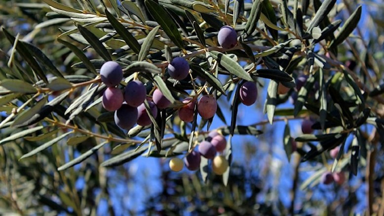 AKP Zeytinlik alanlarının madenlere açılmasından vazgeçmiyor 
