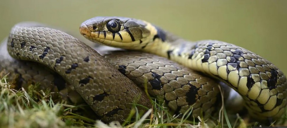 Avustralya'da 20 insanı öldürme zehir gücüne sahip yılan eteksiz hale getirildi 