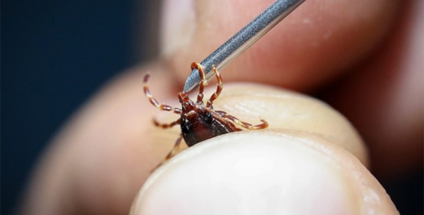 Avusturya'da Kene Isırmalarına Karşı Uyarı: Baharla Birlikte Aşılarınızı Yaptırmayı İhmal Etmeyin!