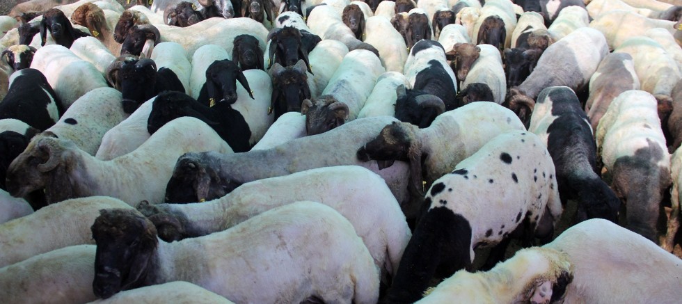 Ceylanpınar’da 17 koyun gözaltına alındı