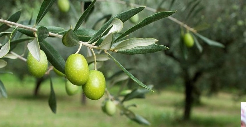 Danıştay'ın Zeytinlik kararı ders niteliğinde 