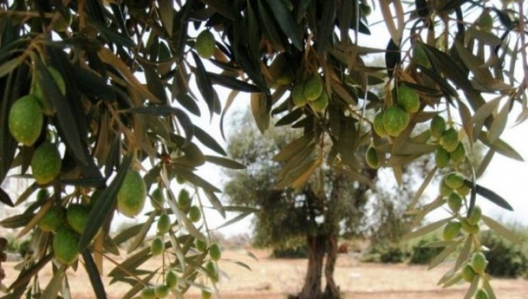 Danıştay zeytinlik kıyımına dur dedi