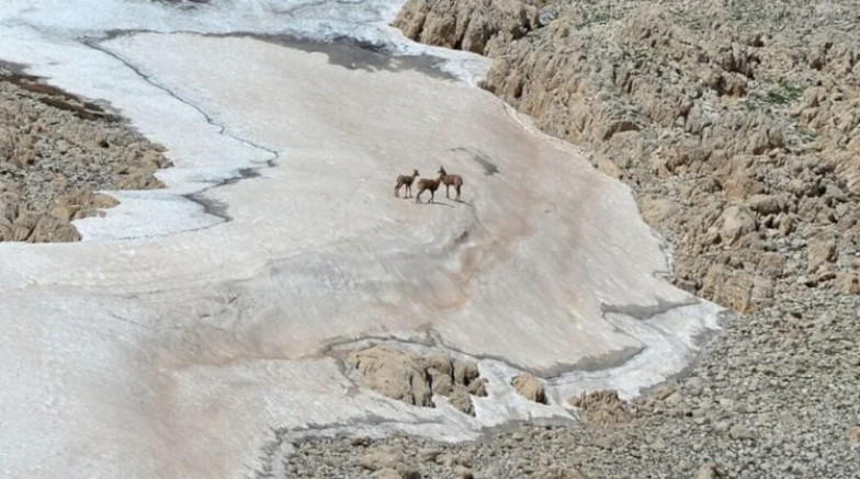 Dersim’de çengel boynuzlu dağ keçileri görüntülendi