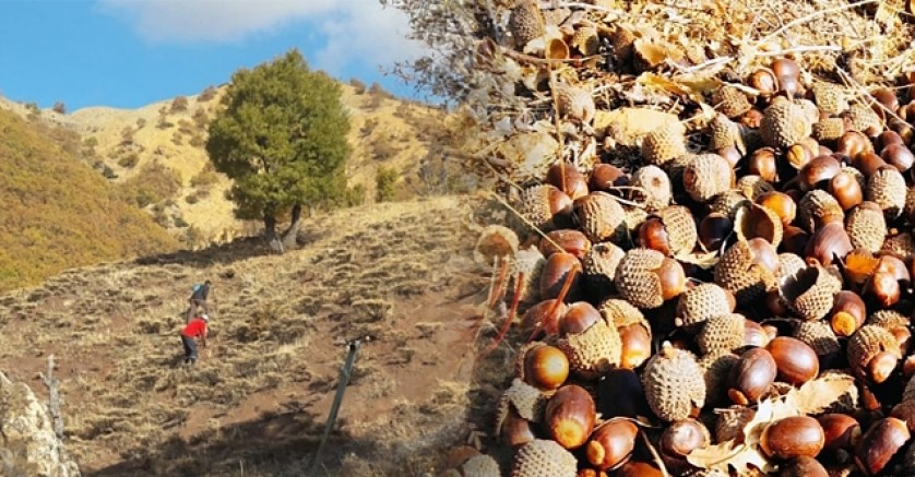 Dersim Nazimiye’de köylüler ağaçlandırma seferberliği başlattı