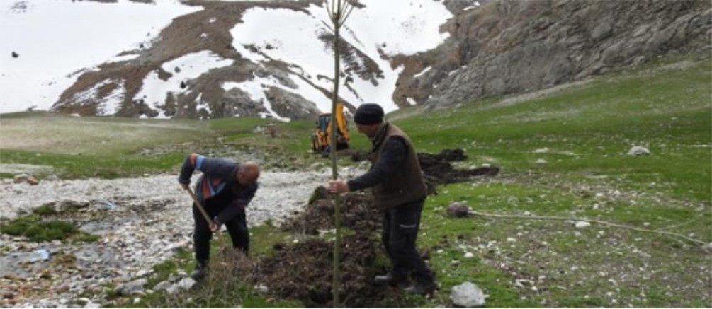 Dersimde Munzur Dağlarını yeşillendirme çalışmaları başladı 