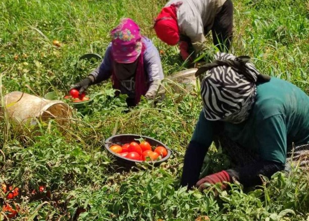 Domates ihracatı izne bağlı olacak 