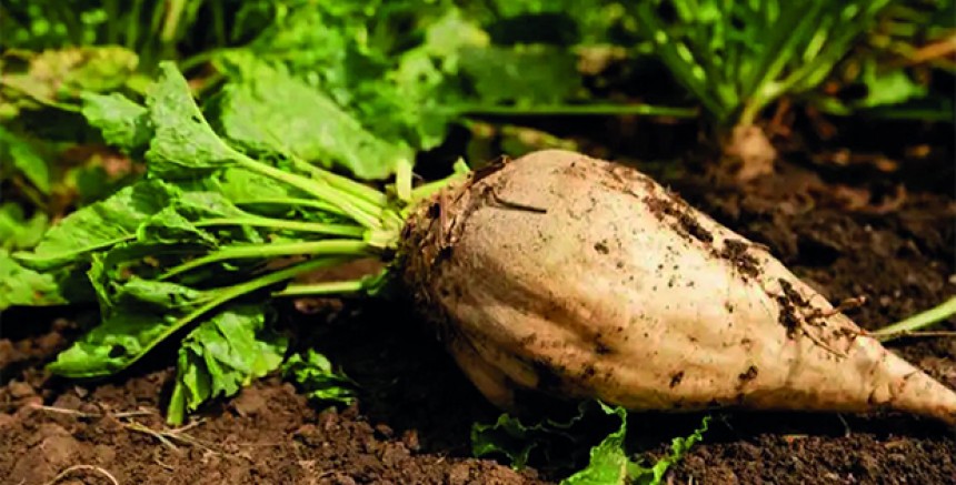 Erzincan’da Şeker Pancarı Üreticileri Aylardır Ödeme Bekliyor
