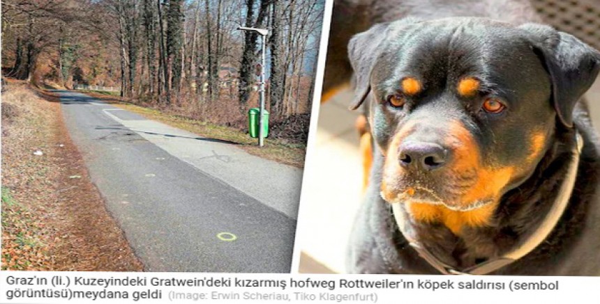 Graz yakınlarında korkunç köpek saldırısı: Rottweiler kadına defalarca saldırdı