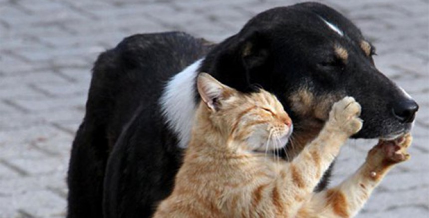 Hayvanları Koruma Kanunu'nda Değişiklik Görüşmeleri Ertelendi