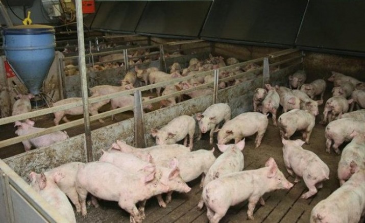 İngiltere'de şimdide mezbaha ve kasap işçi sıkıntısı