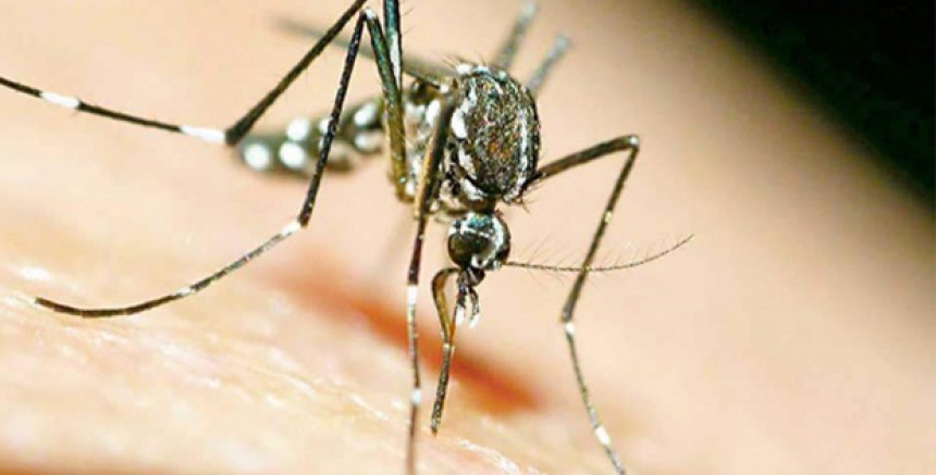 İsrail'de Batı Nil Virüsü Alarmı: Mayıs Ayından Bu Yana 31 Kişi Hayatını Kaybetti