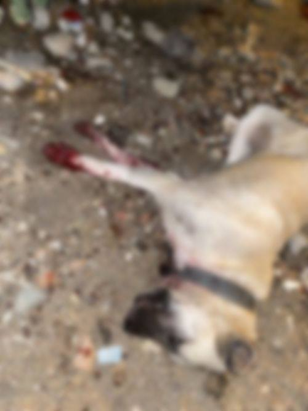 İstanbul’da köpek vahşetti!