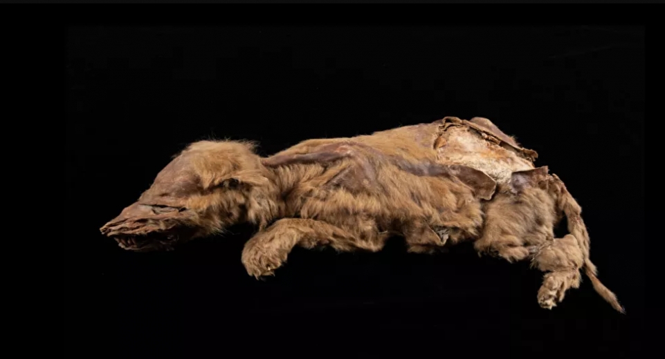 Kanada’da 57 bin yıllık kurt yavrusu fosili bulundu 