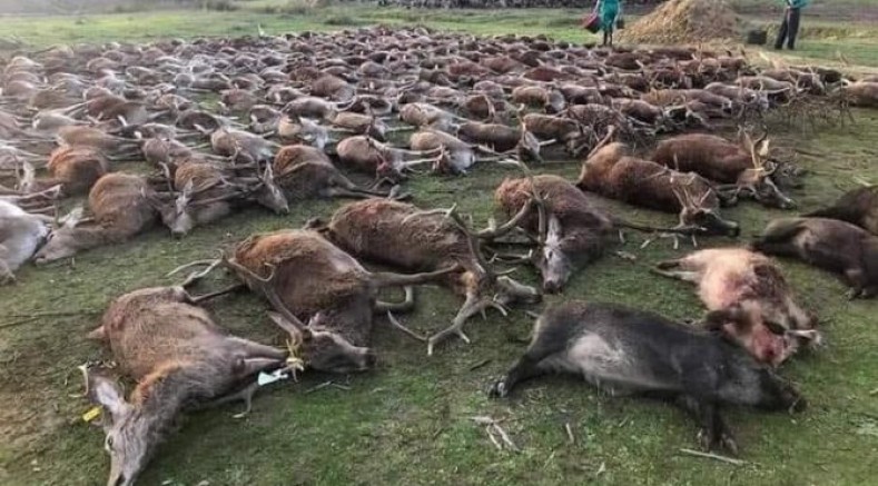 Katiller: Onlarca Yabani Hayvanı Katlettiler 