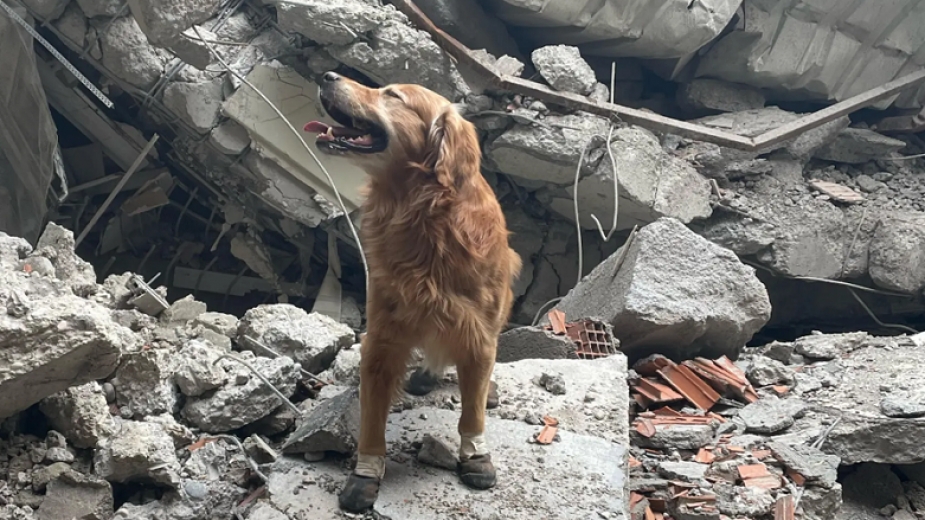 Killian isimli köpek tam 17 kişiyi kurtardı