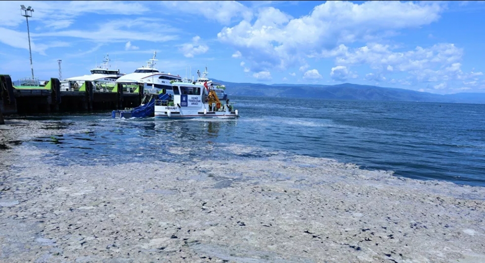 Kocaeli'nin doğa harikası 4 Mavi bayraklı plajında salya istilası