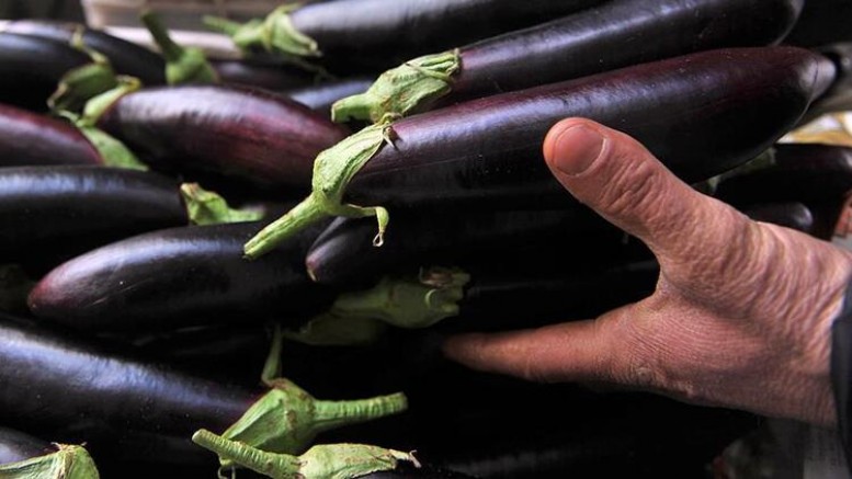 Patlıcan fiyatı 35 liraya kadar çıktı!