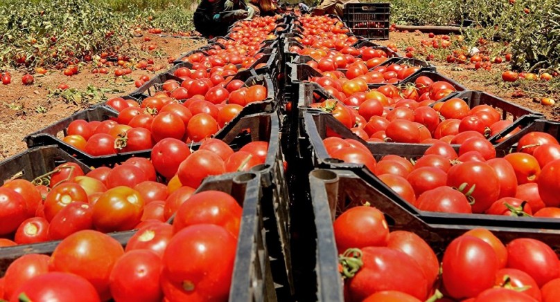 Rusya'ya domates ihracatı 2019'da yüzde 186 arttı