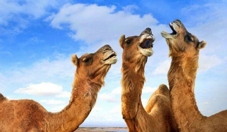 Şifa diye İnternette Deve şidiği satıyorlar 