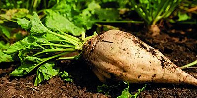 Erzincan’da Şeker Pancarı Üreticileri Aylardır Ödeme Bekliyor