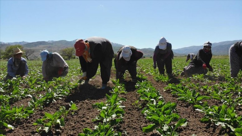 TÜİK'in rakamlarına göre tarımda yıllık üretici enflasyonu yüzde 148,90