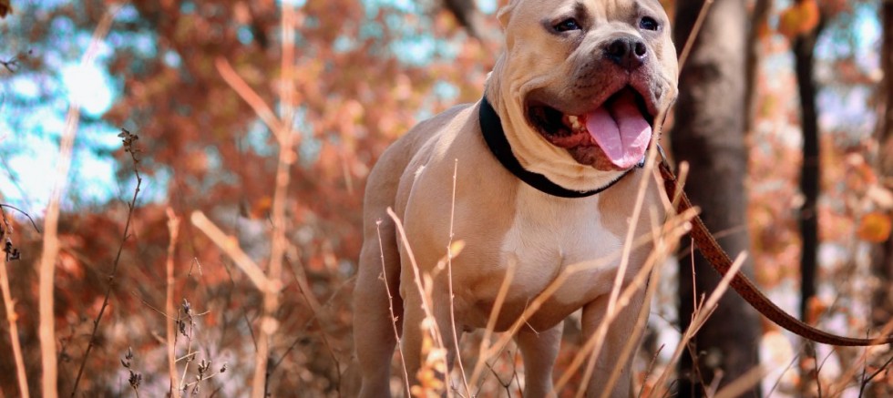 Türkiye’de tehlike arz eden binlerce köpek mikroçip uygulanarak kayıt altına alındı