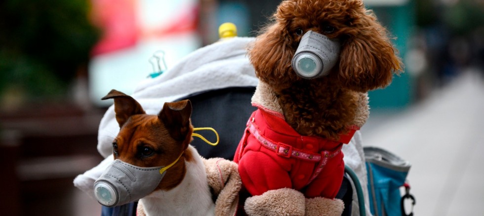 Yeni varyant Koronavirüsün evcil hayvanlara buluşuyor söylemi endişe yarattı 